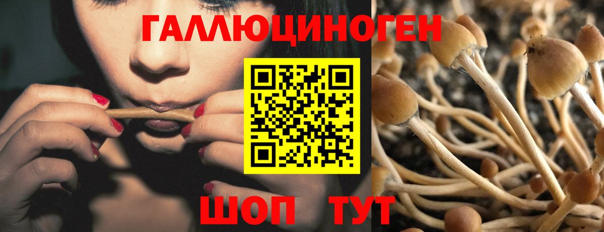 Прокопьевск  Псилоцибиновые грибы Psilocybine cubensis  Вход с VPN 